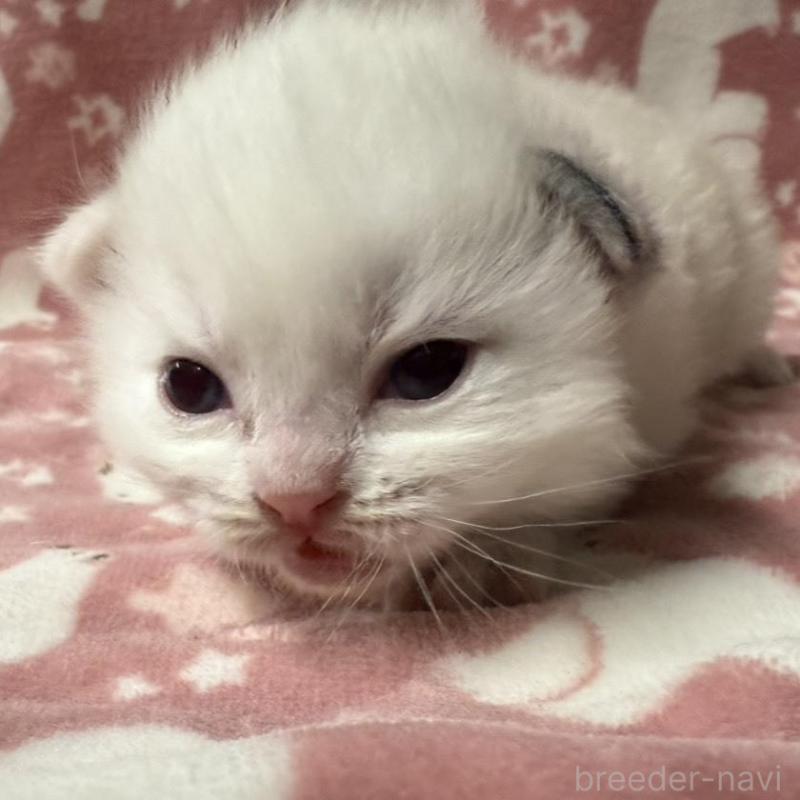 販売中の長野県のラグドール-134851の1枚目