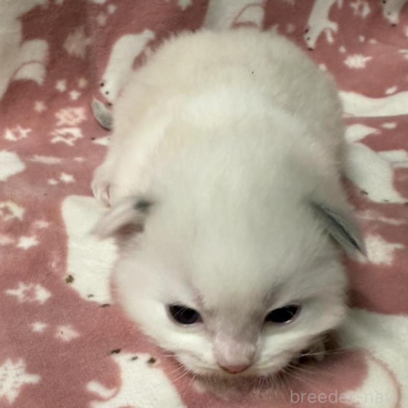 販売中の長野県のラグドール-134851の4枚目