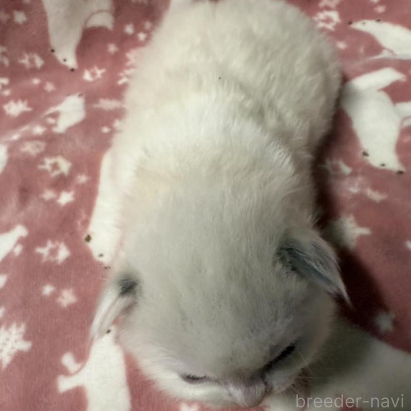 販売中の長野県のラグドール-134851の3枚目