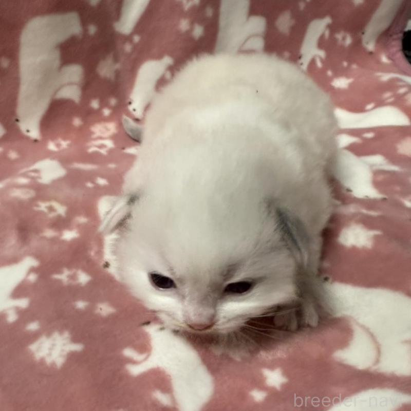 販売中の長野県のラグドール-134851の2枚目