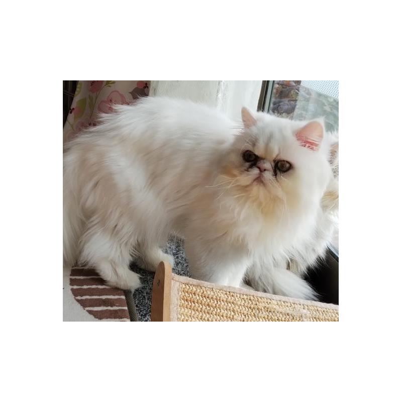 販売中の岡山県のペルシャ-134852の3枚目