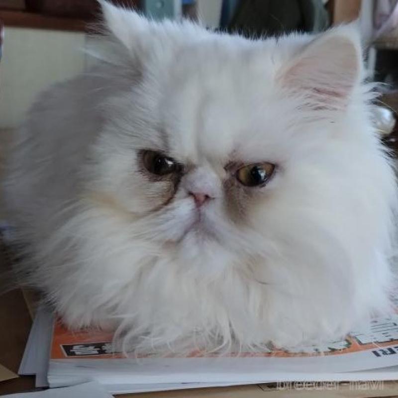 販売中の岡山県のペルシャ-134852の2枚目