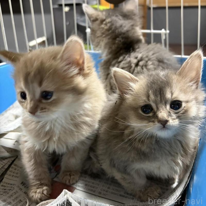 販売中の群馬県のソマリ-134854の2枚目