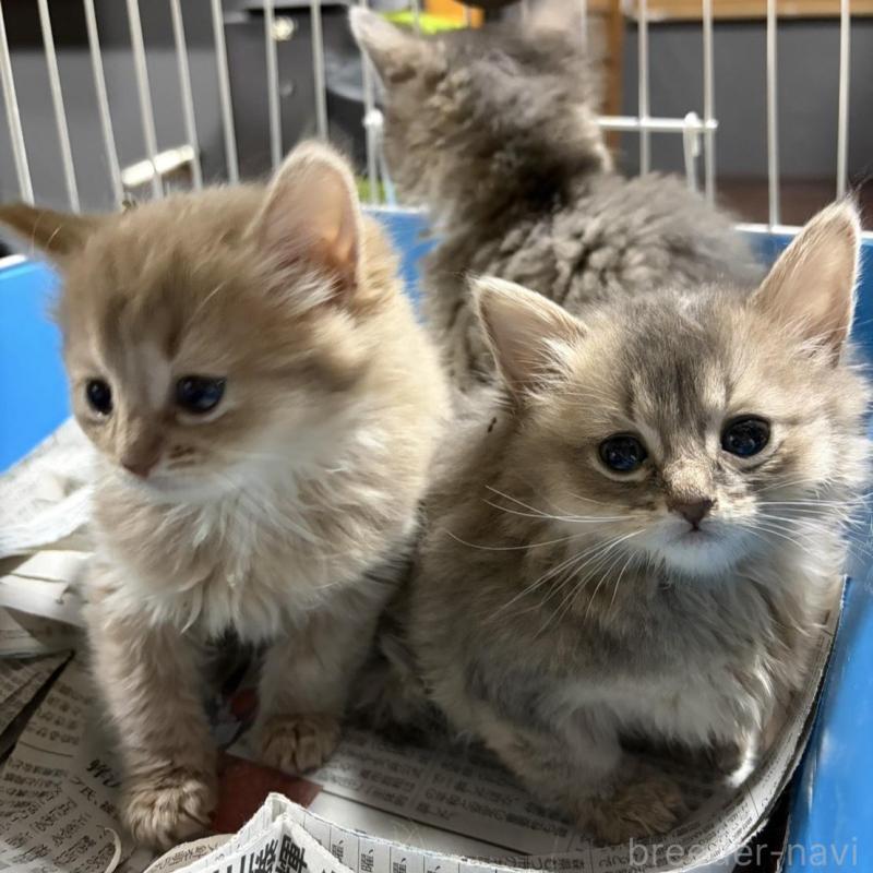 販売中の群馬県のソマリ-134855の1枚目