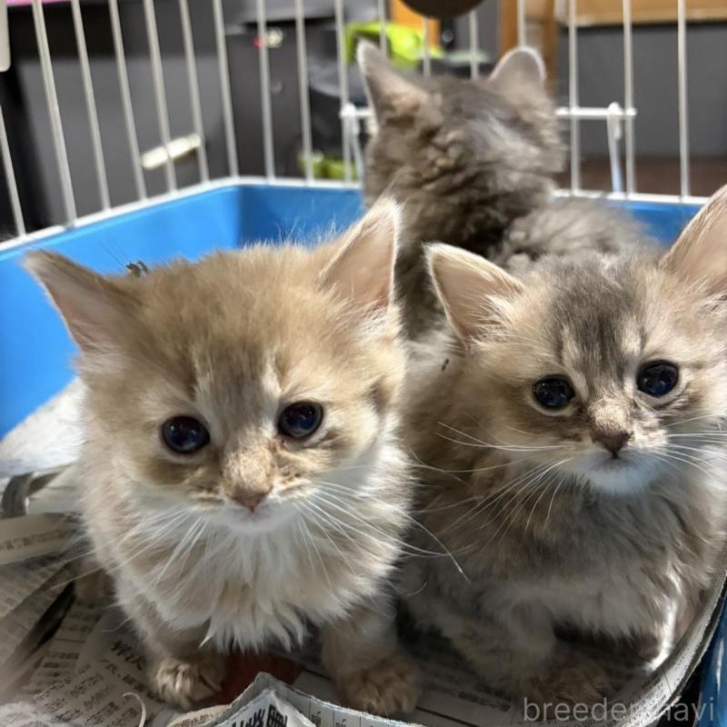 販売中の群馬県のソマリ-134855の2枚目