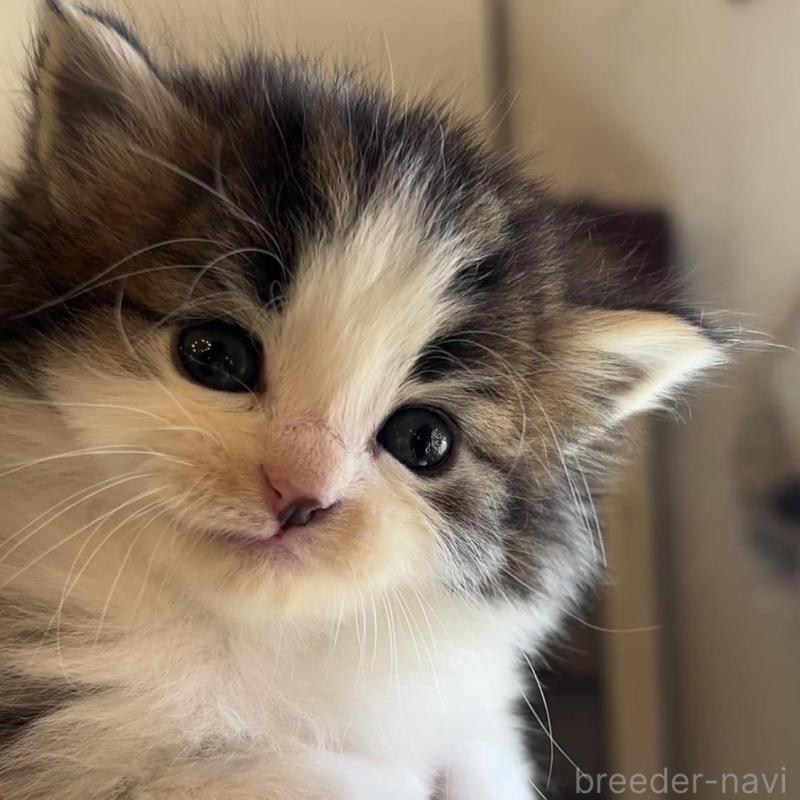 販売中の鹿児島県のノルウェージャンフォレストキャット-134856