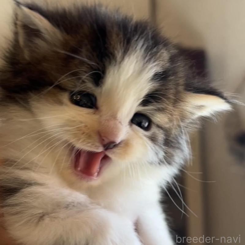 販売中の鹿児島県のノルウェージャンフォレストキャット-134856の13枚目