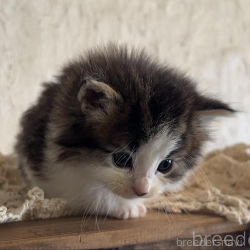 販売中の鹿児島県のノルウェージャンフォレストキャット-134856の11枚目