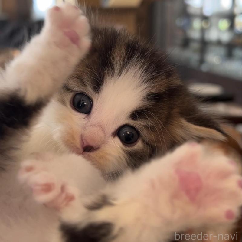 販売中の鹿児島県のノルウェージャンフォレストキャット-134856の10枚目