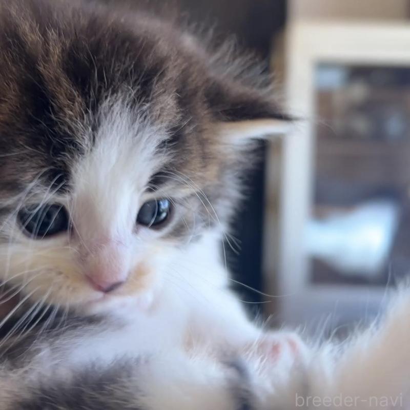 販売中の鹿児島県のノルウェージャンフォレストキャット-134856の9枚目
