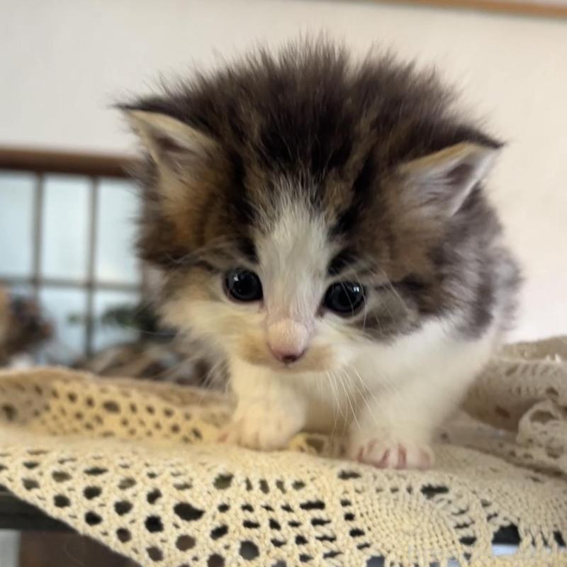 販売中の鹿児島県のノルウェージャンフォレストキャット-134856の8枚目