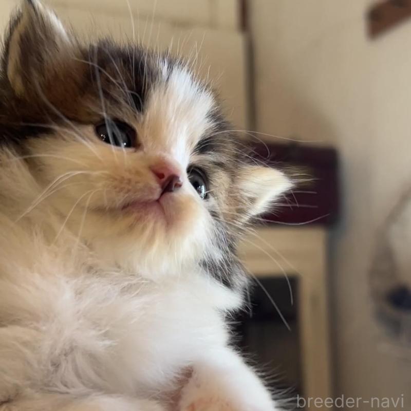 販売中の鹿児島県のノルウェージャンフォレストキャット-134856の6枚目