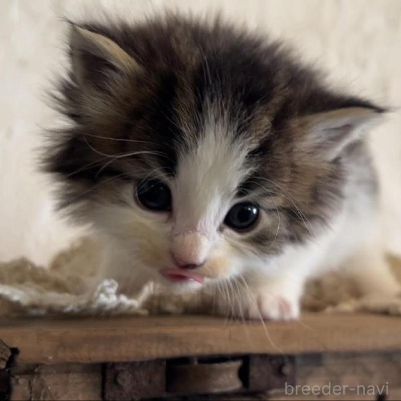 販売中の鹿児島県のノルウェージャンフォレストキャット-134856の5枚目