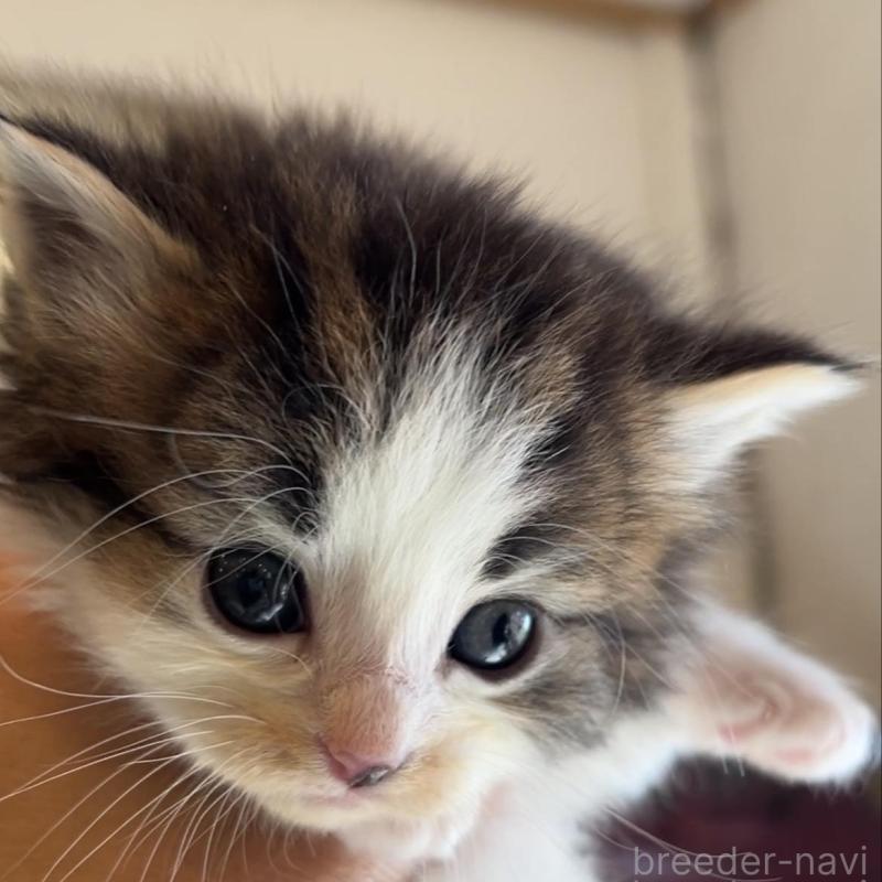 販売中の鹿児島県のノルウェージャンフォレストキャット-134856の4枚目