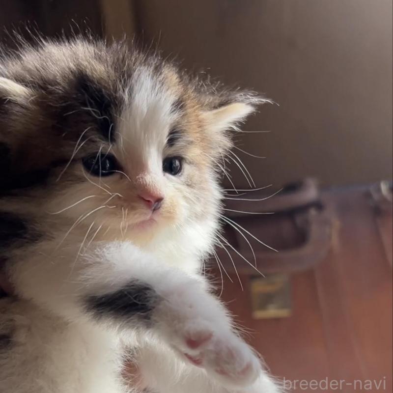 販売中の鹿児島県のノルウェージャンフォレストキャット-134856の3枚目