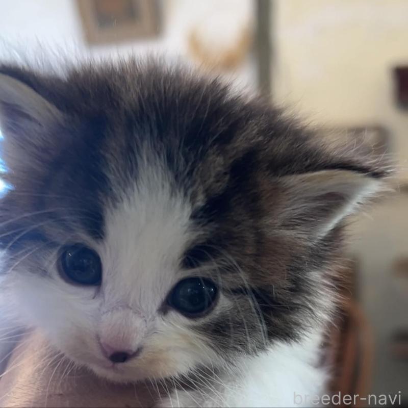 販売中の鹿児島県のノルウェージャンフォレストキャット-134856の2枚目