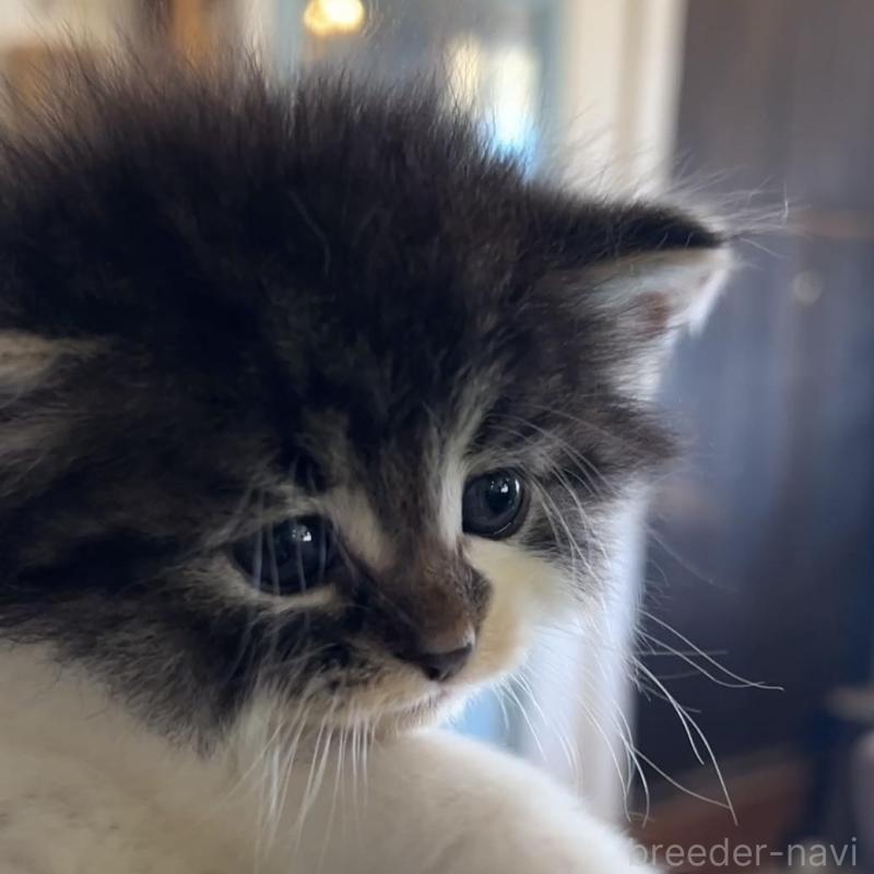 販売中の鹿児島県のノルウェージャンフォレストキャット-134857の14枚目