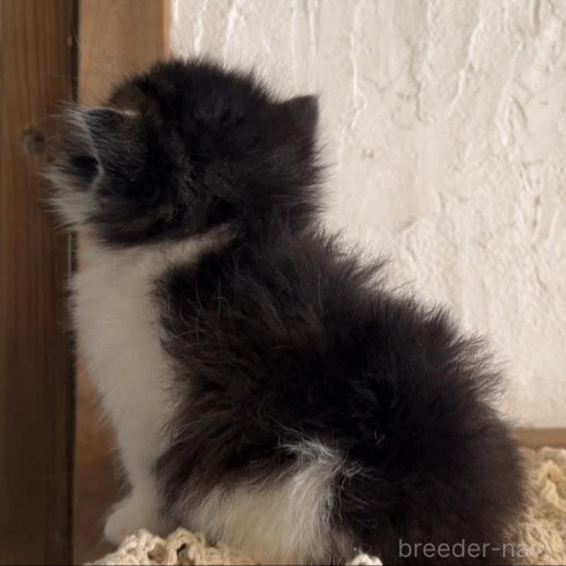 販売中の鹿児島県のノルウェージャンフォレストキャット-134857の13枚目