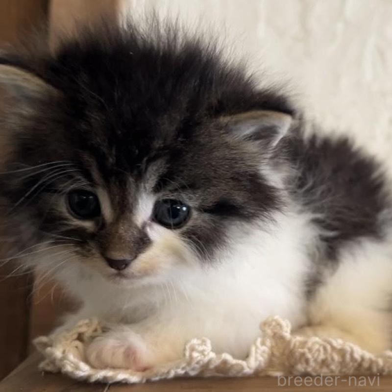 販売中の鹿児島県のノルウェージャンフォレストキャット-134857の12枚目