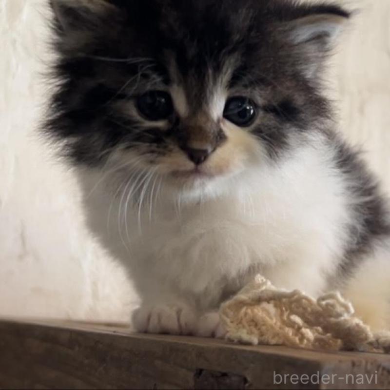 販売中の鹿児島県のノルウェージャンフォレストキャット-134857の11枚目