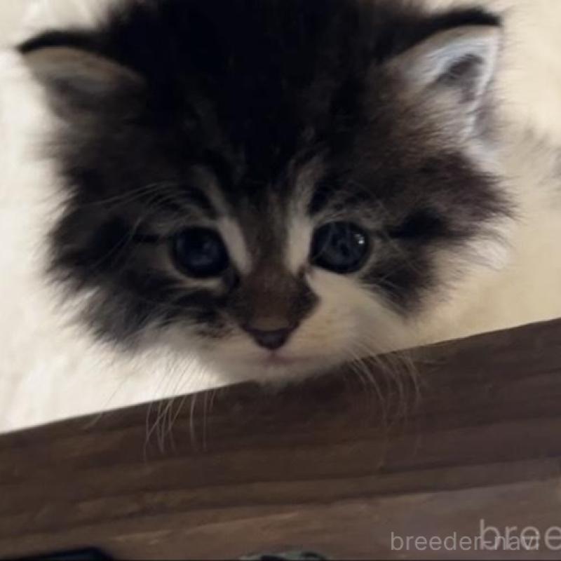 販売中の鹿児島県のノルウェージャンフォレストキャット-134857の10枚目