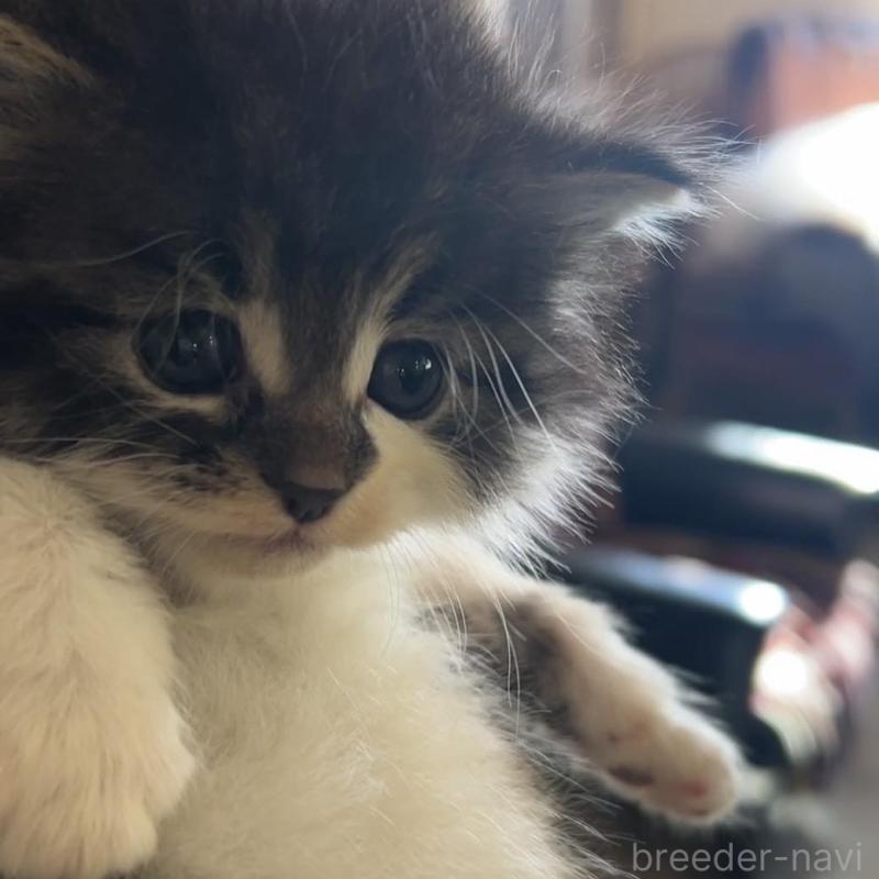 販売中の鹿児島県のノルウェージャンフォレストキャット-134857の9枚目