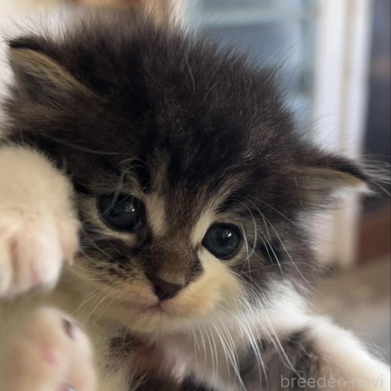 販売中の鹿児島県のノルウェージャンフォレストキャット-134857