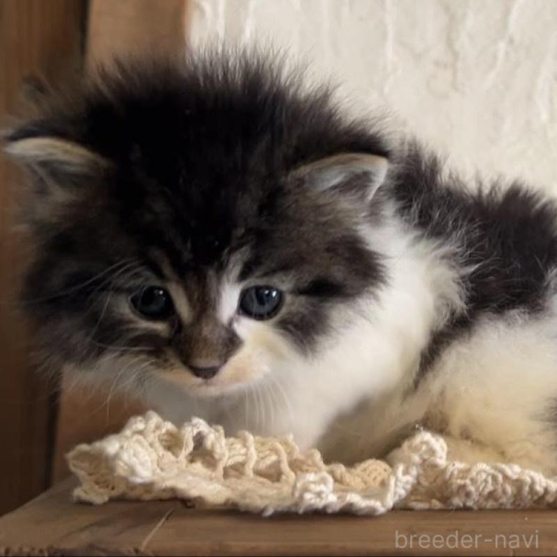 販売中の鹿児島県のノルウェージャンフォレストキャット-134857の6枚目