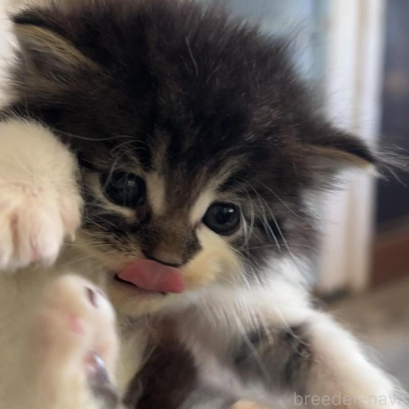 販売中の鹿児島県のノルウェージャンフォレストキャット-134857の5枚目