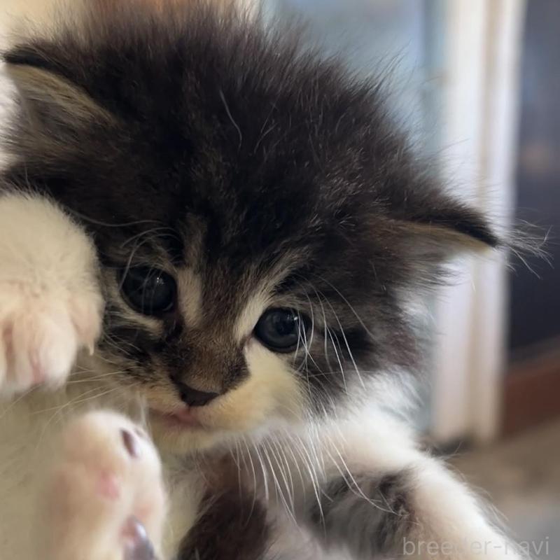 販売中の鹿児島県のノルウェージャンフォレストキャット-134857の4枚目