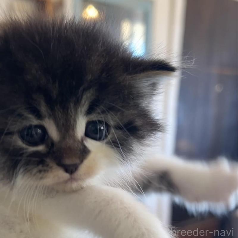 販売中の鹿児島県のノルウェージャンフォレストキャット-134857の2枚目