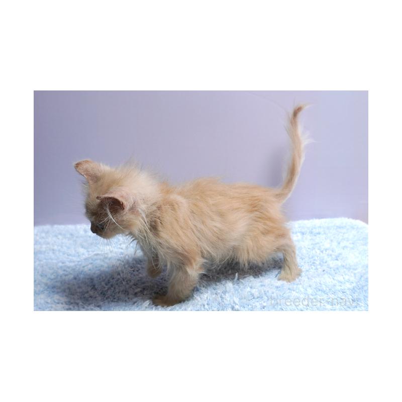 販売中の群馬県のミヌエット-129754の2枚目