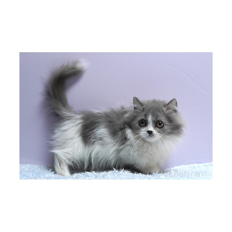 販売中の群馬県のミヌエット(短足)-129752の3枚目