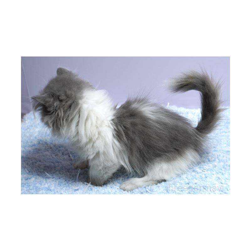 販売中の群馬県のミヌエット(短足)-129752の2枚目