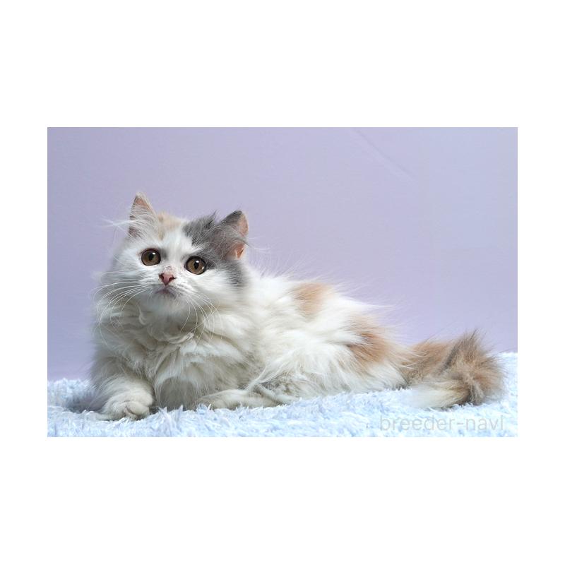 販売中の群馬県のミヌエット(短足)-129753の3枚目