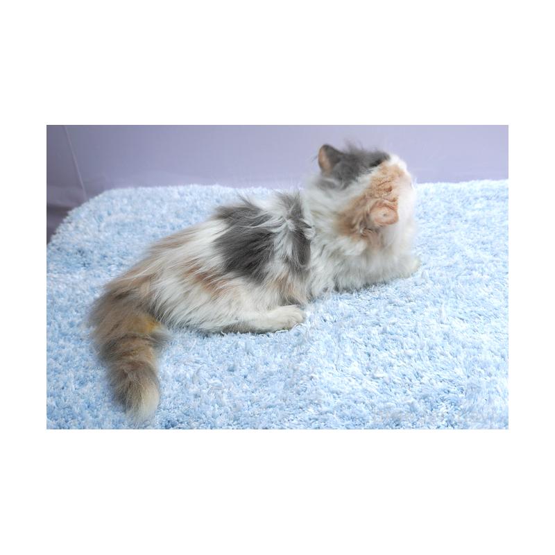 販売中の群馬県のミヌエット(短足)-129753の2枚目