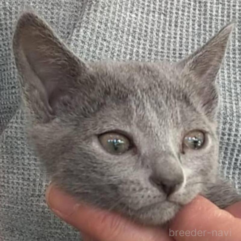 販売中の愛知県のロシアンブルー-132328