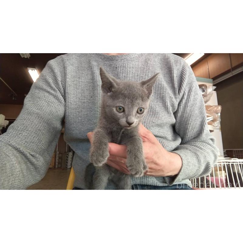 販売中の愛知県のロシアンブルー-132327の5枚目