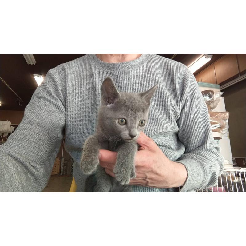 販売中の愛知県のロシアンブルー-132327の4枚目