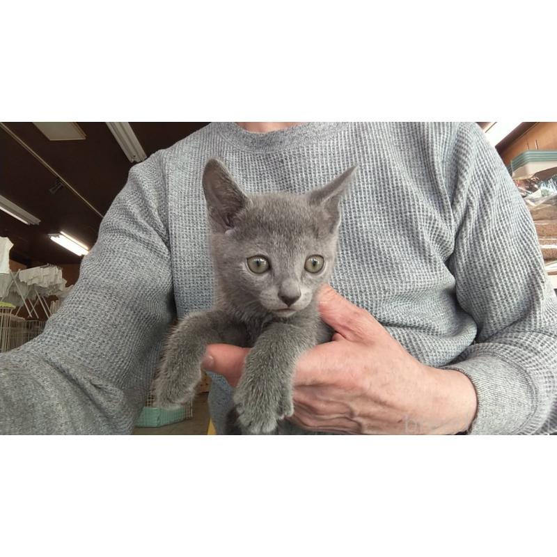 販売中の愛知県のロシアンブルー-132327の3枚目