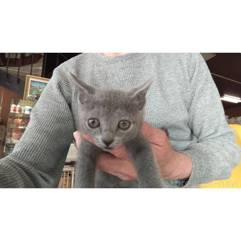 販売中の愛知県のロシアンブルー-132327の2枚目