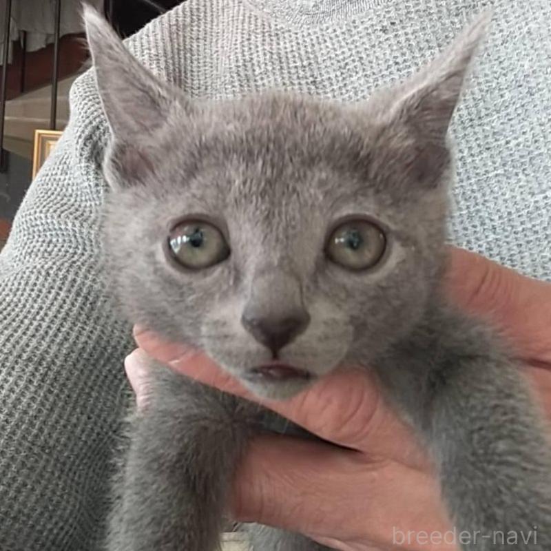 販売中の愛知県のロシアンブルー-132327