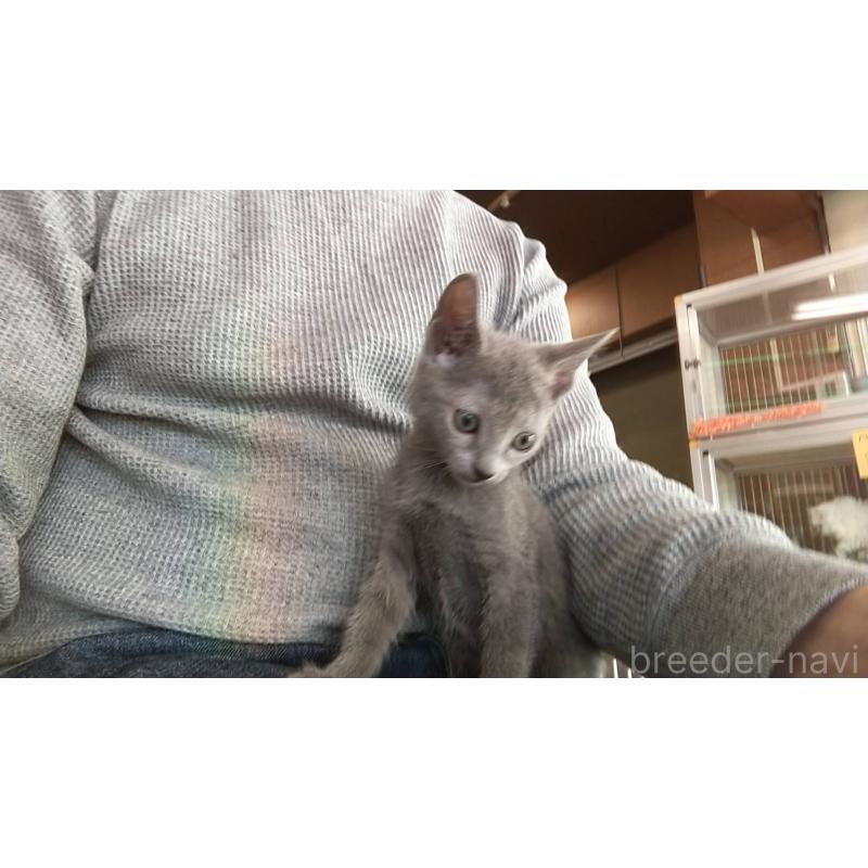 販売中の愛知県のロシアンブルー-132325の2枚目