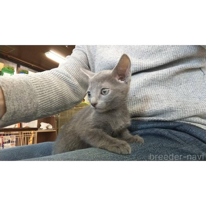 販売中の愛知県のロシアンブルー-132326の5枚目
