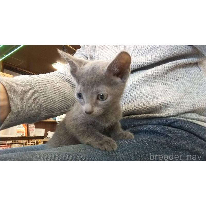 販売中の愛知県のロシアンブルー-132326の4枚目