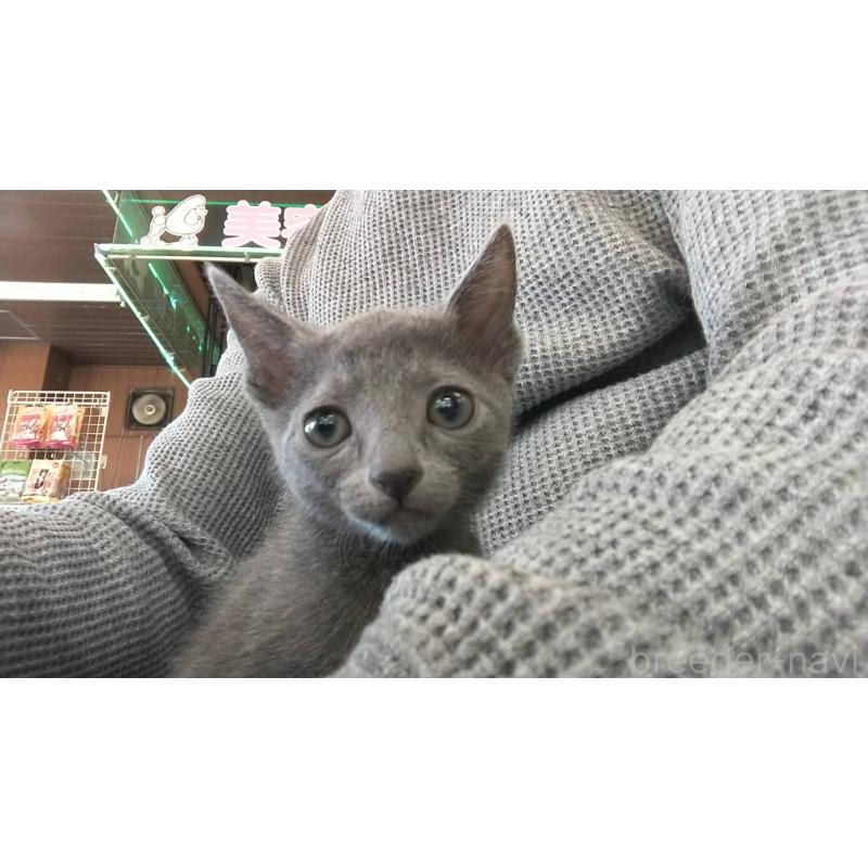 販売中の愛知県のロシアンブルー-132326の3枚目