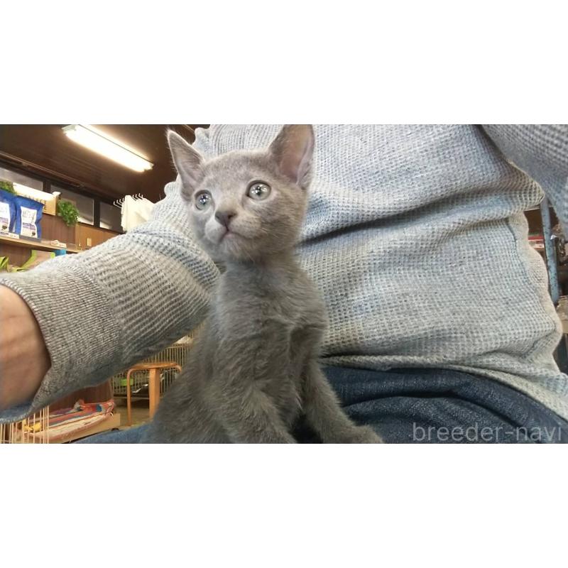 販売中の愛知県のロシアンブルー-132326の2枚目