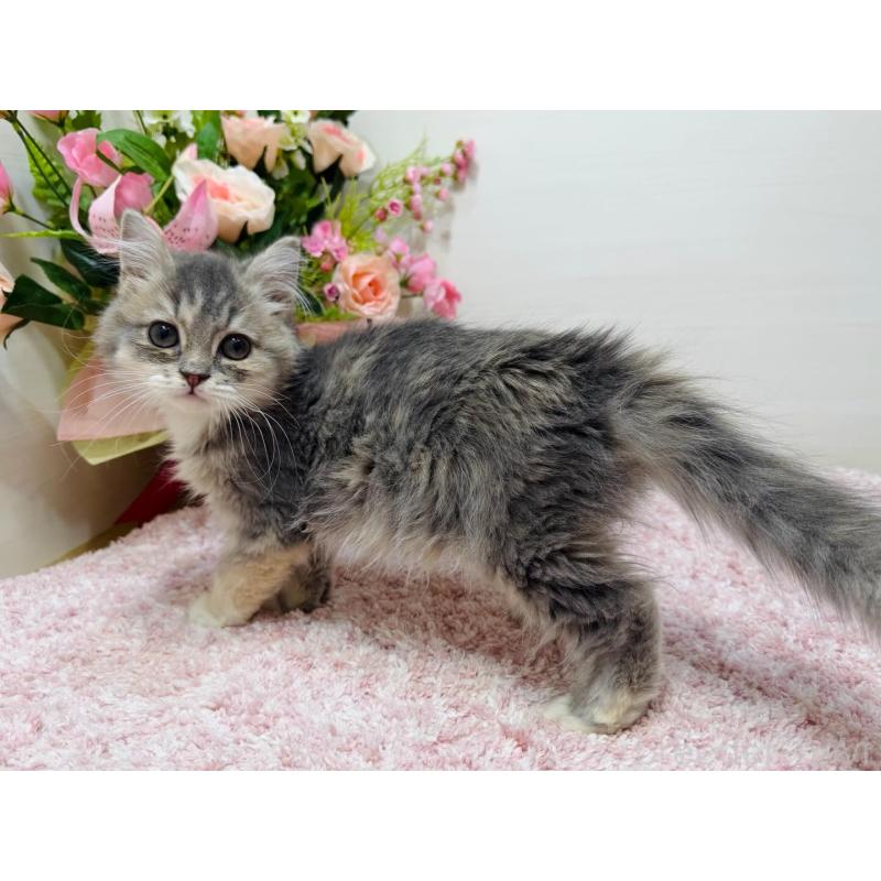 販売中の東京都のラガマフィン-134858の5枚目