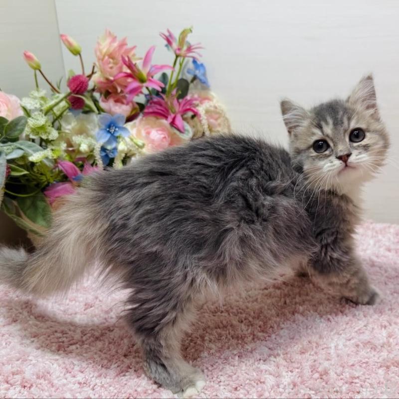 販売中の東京都のラガマフィン-134858の4枚目