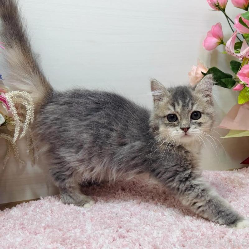 販売中の東京都のラガマフィン-134858の3枚目